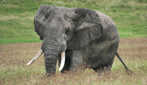 Preview: A Beautiful Wildlife photography pictures