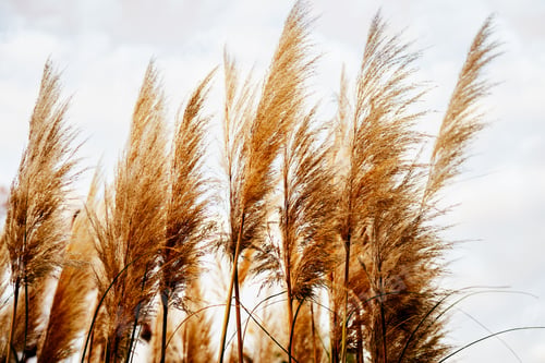 Preview: Golden dry reed or pampas grass against the sky