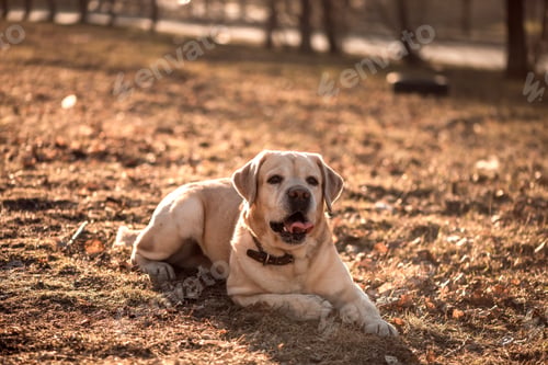 Preview: beautiful thoroughbred fawn Labrador on a walk