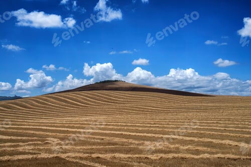 Preview: Rural landscape in Tuscany near Pienza
