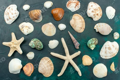 Preview: top view different sea shells little different formed shells on dark-blue background shell sea fish