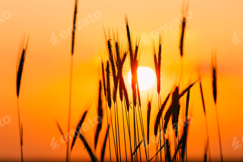Vorschau: Sommersonne scheint durch junge gelbe Weizensprossen. Weizenfeld bei Sonnenuntergang Sonnenaufgang Sonne