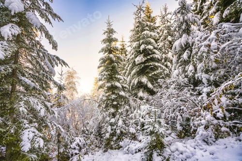Preview: Tall dense old spruce trees grow on a snowy slope