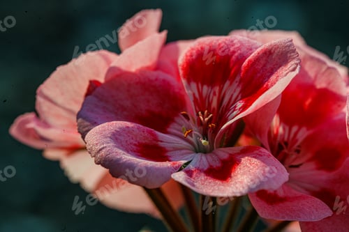 Preview: Pink And Red Geranium Flower In Bloom