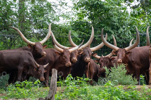 Preview: ankole watusi