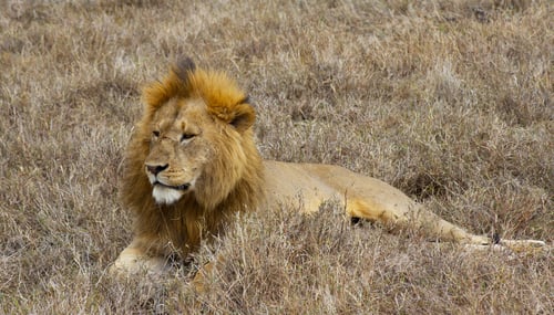 Preview: A Best wildlife vacations in Pictures