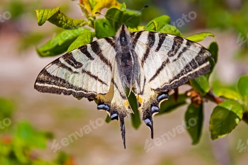Preview: Butterfly swallowtail