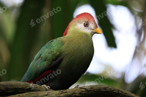 Preview: Beautiful vibrant red-crested turaco (Tauraco erythrolophus) perched on the tree full of leaves