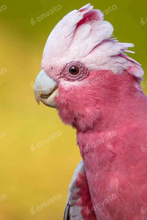 Preview: A Portrait of a Galah