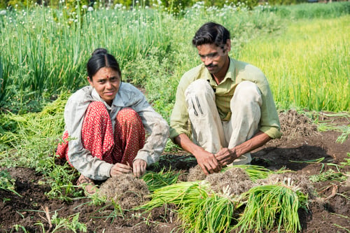 Preview: Indian farmer with family working in onion field, India.