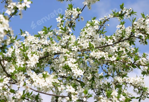 Preview: Plum tree blossoms in spring