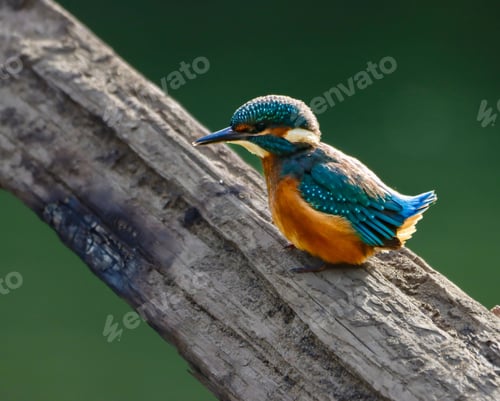 Preview: Common kingfisher perched on a branch in a natural habitat. River Cynon, South Wales