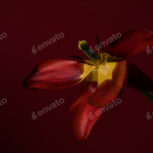 Preview: Abstract blurred background -one red tulip on a dark