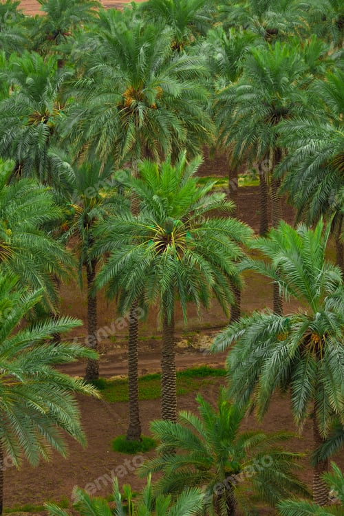 Preview: Date palm farm