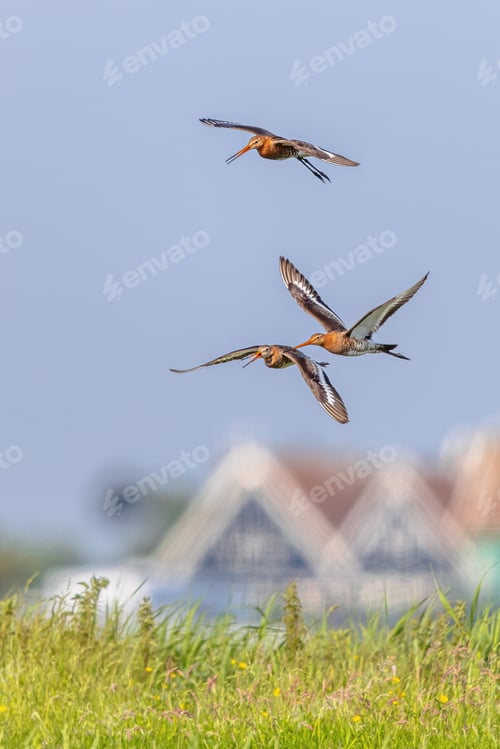 Preview: Godwits in territorial fight