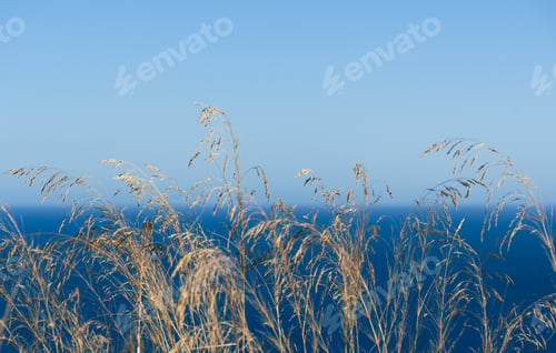 Preview: Tall dry grass near with blue sea and sky in the background