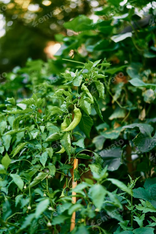 Preview: Pepper pods grow on bushes among green leaves