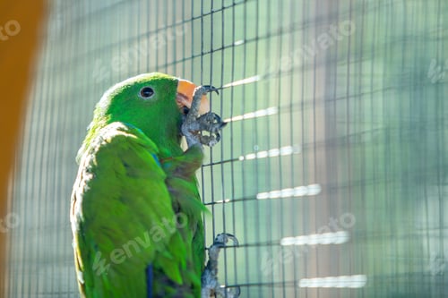Preview: Colorful parrot in a cage at a zoo