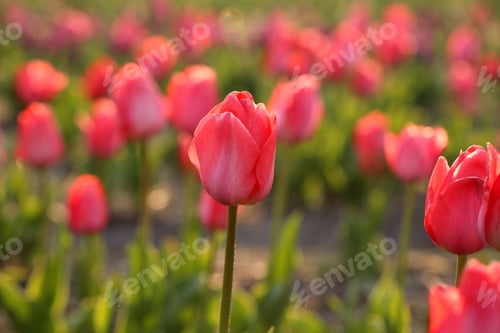 Preview: Closeup view of beautiful fresh tulips on field, space for text. Blooming spring flowers