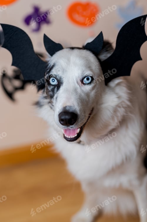 Preview: pet during halloween party