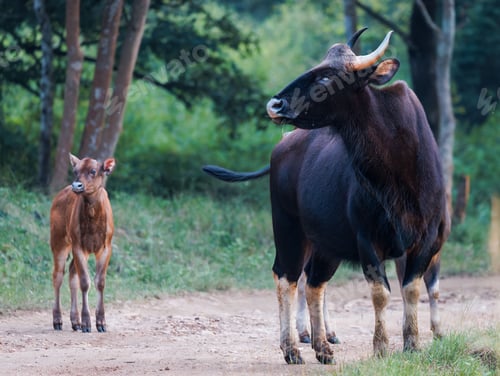 Preview: Brown bull with large horns standing in a dirt field with a young calf standing beside it