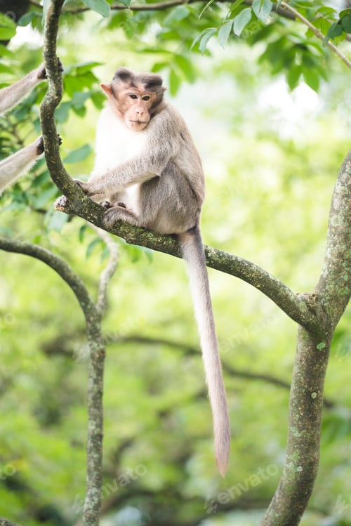 Preview: Monkey, Munnar, Western Ghats Mountains, Kerala, India