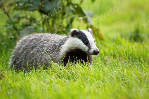 Preview: Cute european badger looking with small black eyes on a green grass in spring