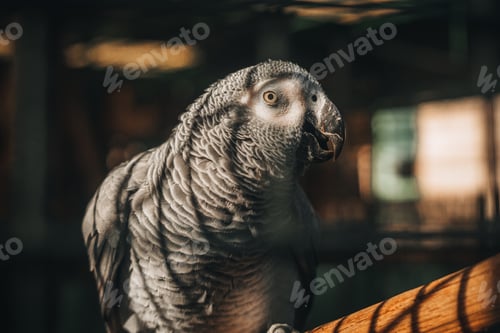 Preview: Portrait of a grey parrot