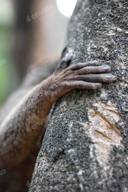 Preview: Crop lemur touching tree
