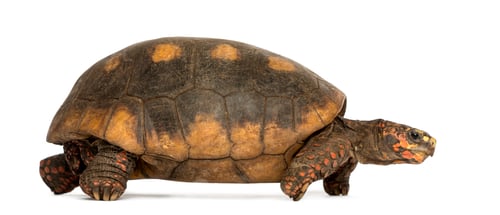 Preview: Side view of a Red-footed tortoise walking, Chelonoidis carbonaria, isolated on white