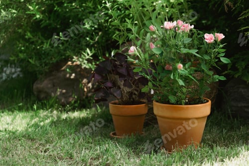 Preview: Potted plants in backyard garden. Summer garden.