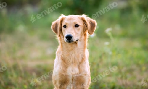 Preview: Beautiful Golden Dog Portrait in a Meadow