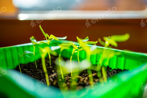 Preview: Small tomato seedlings in pots on the windowsill by the window. Close-up. Selective focus.