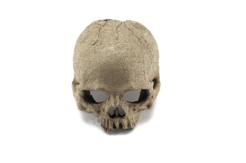 Preview: Halloween human skull isolated on white background