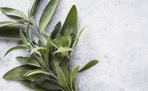 Preview: Sage leaves on gray table, cooking background, kitchen herbs flat lay, copy space
