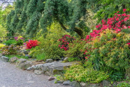 Preview: A View Of Flowers In A Garden In Seatac, Washington.