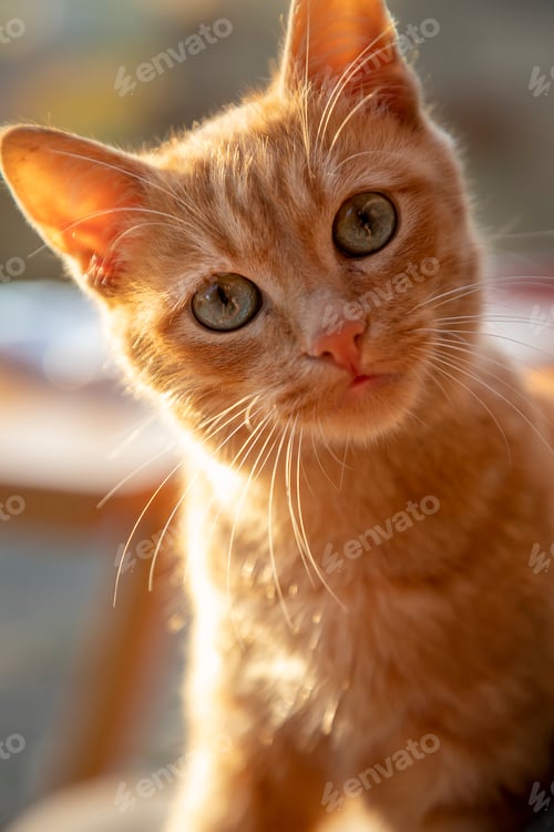 Preview: curiosity cat