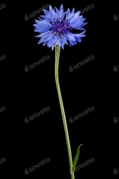 Preview: Blue flower of cornflower, lat. Centaurea, isolated on black background