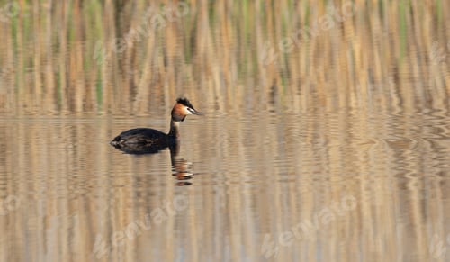 Preview: Great crested grebe, Podiceps cristatus. A bird floats on a river, pond, lake