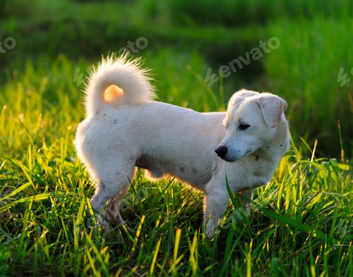 Preview: puppy dog in green meadow grass