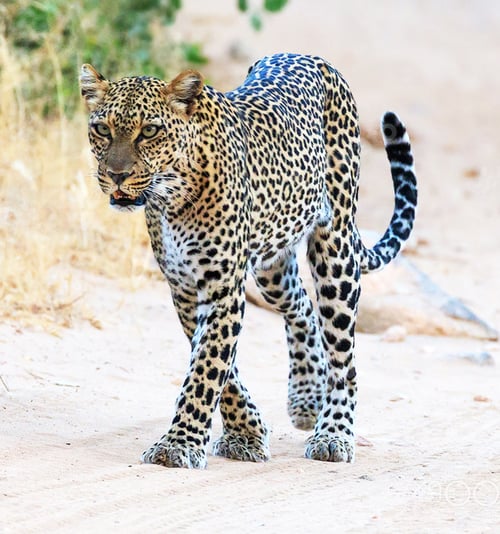 Preview: Best wildlife experiences in the world