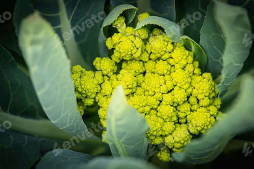 Preview: Flowers of green cauliflower