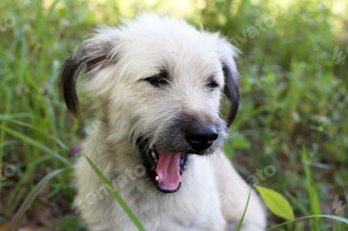 Preview: Scruffy white dog looking sitting in high grass