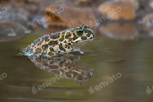 Preview: Closeup shot of a frog in a lake with a blurred background