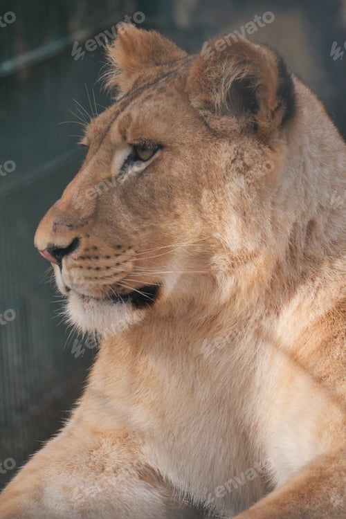 Preview: Lioness resting in an enclosure during daylight hours