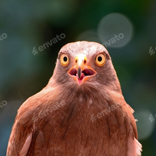 Preview: Rufous-winged Buzzard