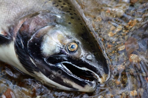 Preview: Dead Salmon in Water