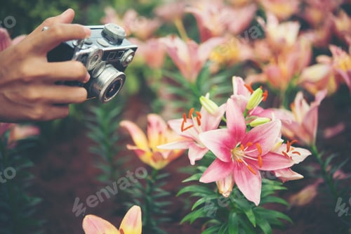Preview: Close up woman's hand with vintage camera focus shooting flowers at garden.