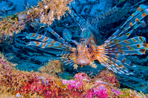 Preview: Red Lionfish, South Male Atoll, Maldives