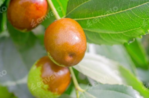 Preview: Ripe jojoba fruit on a tree branch close-up. Chinese date on a branch